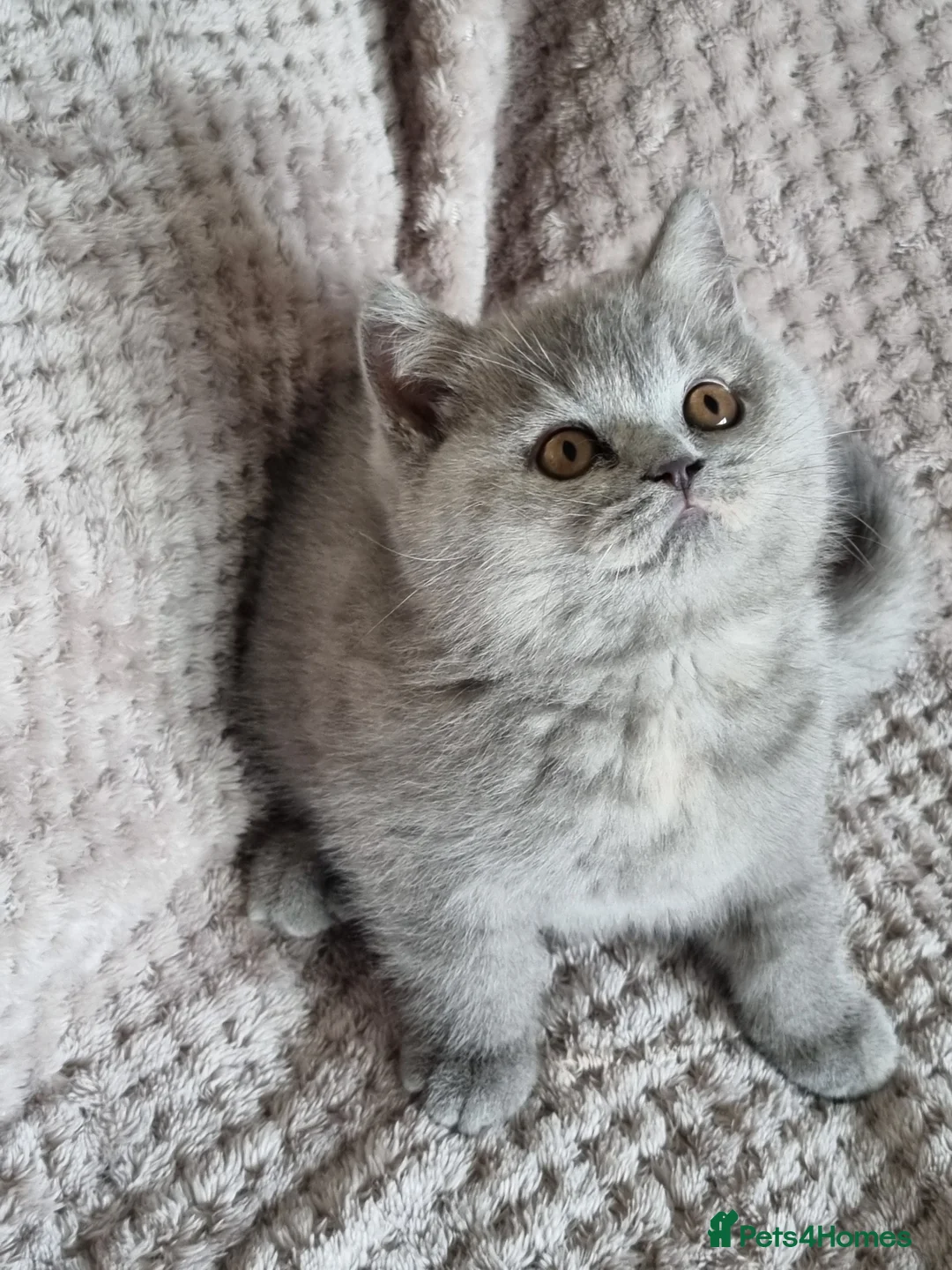 British Shorthair cats for sale: British blue/cream tortie girl.  - Advert 2