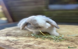 Mini Lop rabbits for sale: Beautiful Mini Lops - Image 4