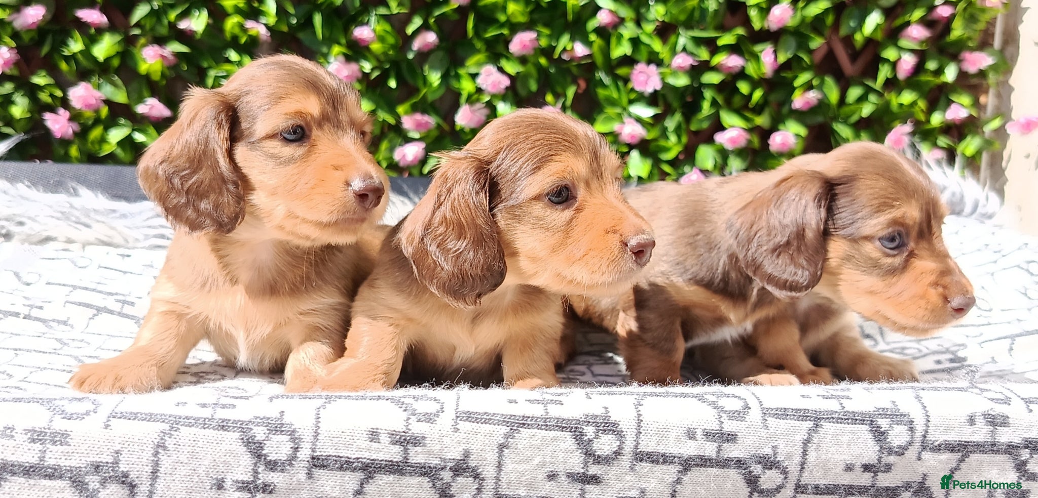 Miniature Dachshund dogs LONG HAIRED SHADED CREAM MINI KC REG PRA CLEAR - Advert 1