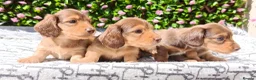 Miniature Dachshund dogs for sale: READY NOW LH SHADED CREAM MINI KC REG PRA CLEAR - Advert 7