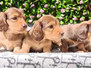 Miniature Dachshund dogs for sale: LONG HAIRED SHADED CREAM MINI KC REG PRA CLEAR - Advert 3