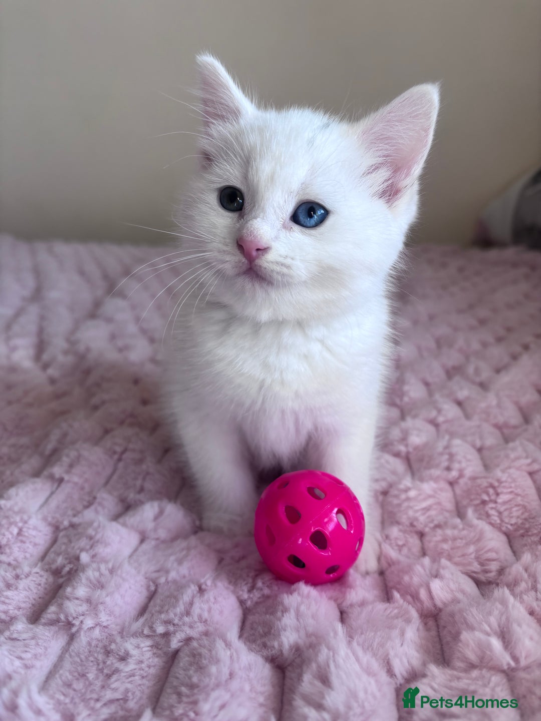 Ragdoll cats for sale: Ragdoll Cross Maine Coon Kitten - Image 9