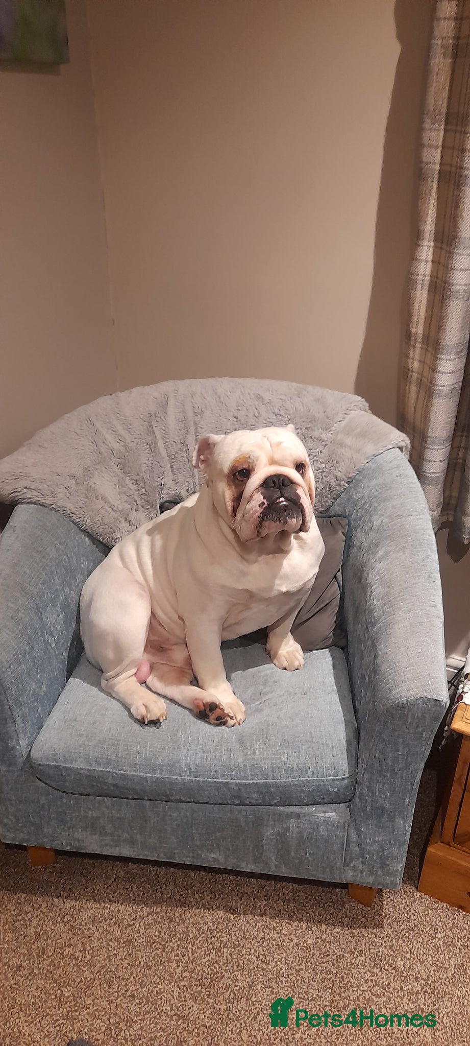 English Bulldog dogs Finest bred English Bulldog  - Advert 1