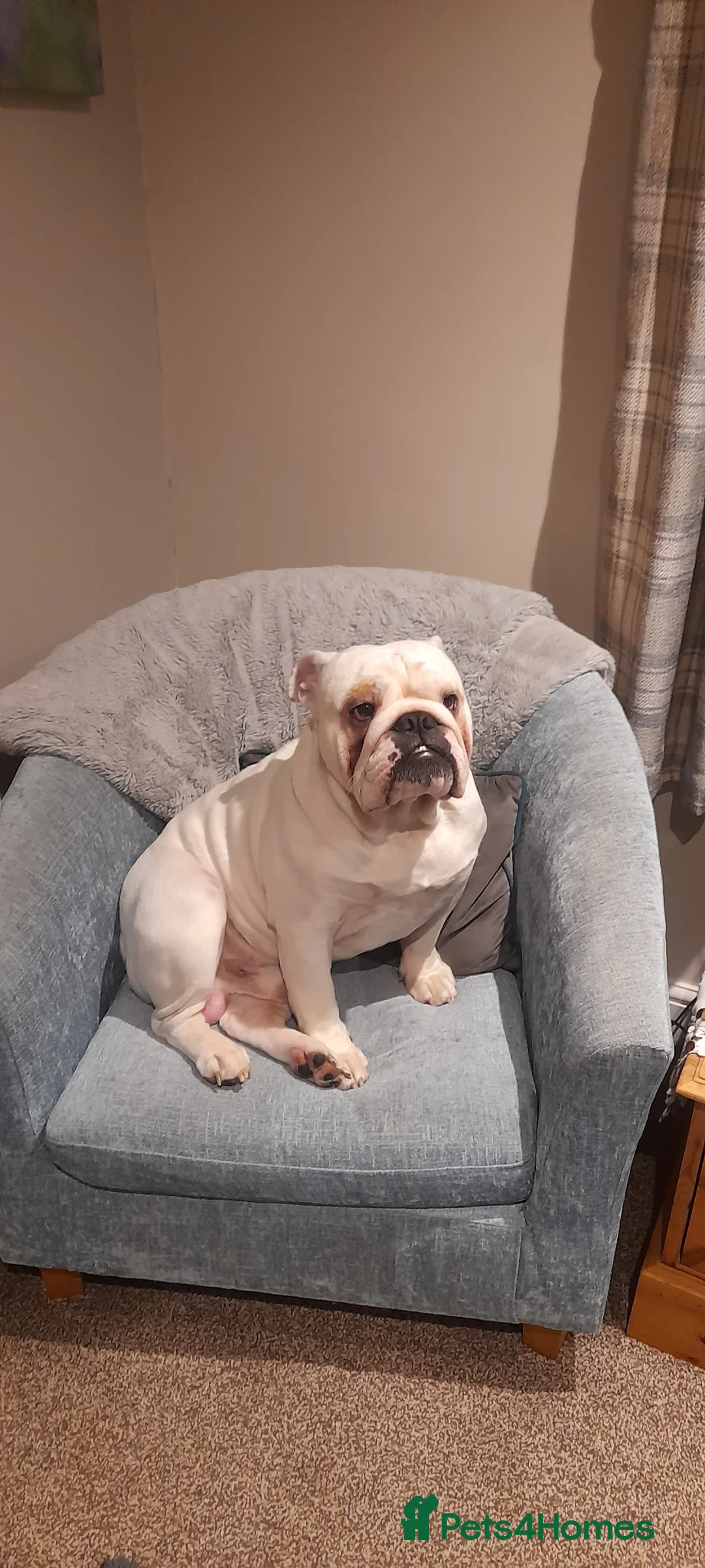 English Bulldog dogs for stud: Finest bred English Bulldog  - Advert 1