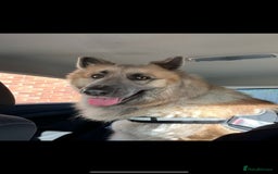 German Shepherd dogs for sale: Zeus German shepherd was  4 years old in July  - Image 4