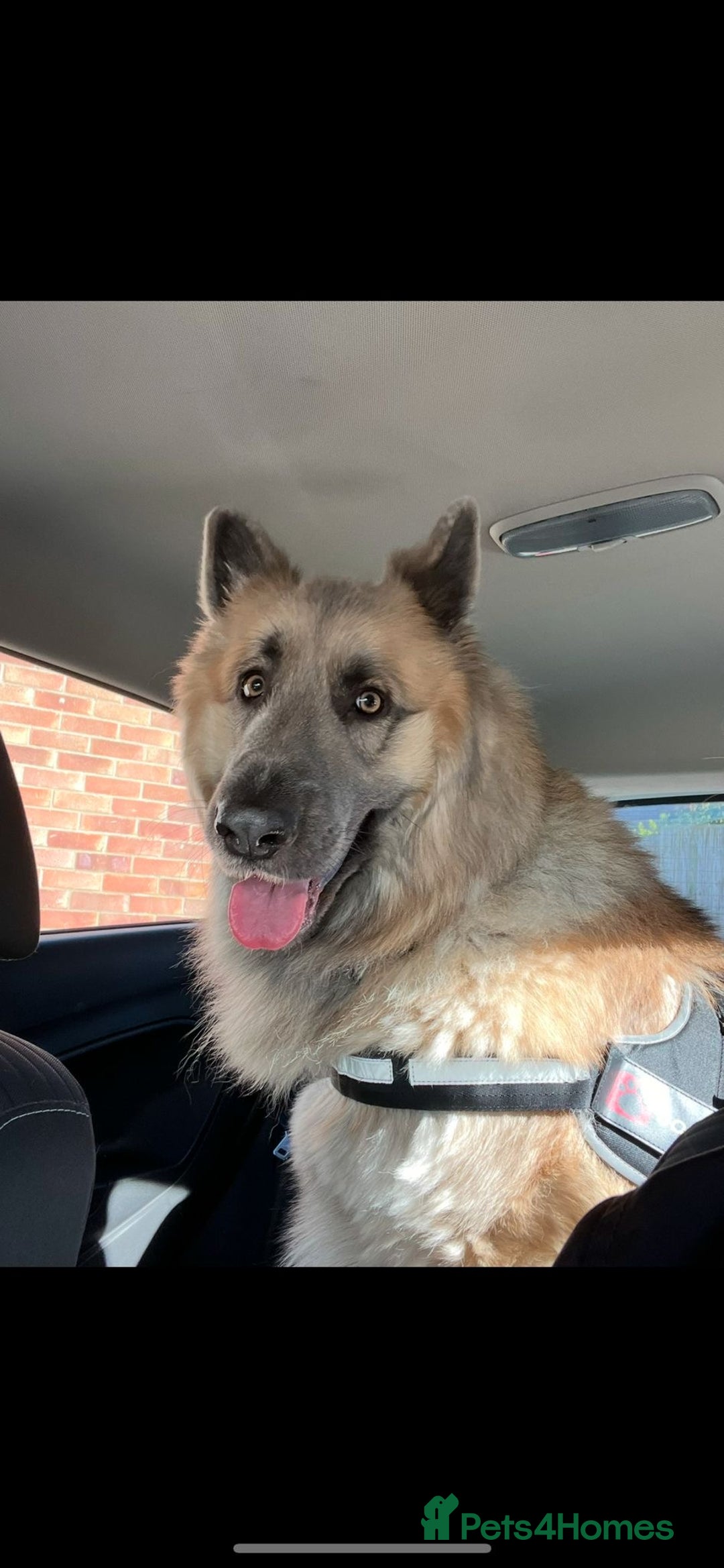 German Shepherd dogs for sale: Zeus German shepherd was  4 years old in July  - Image 4