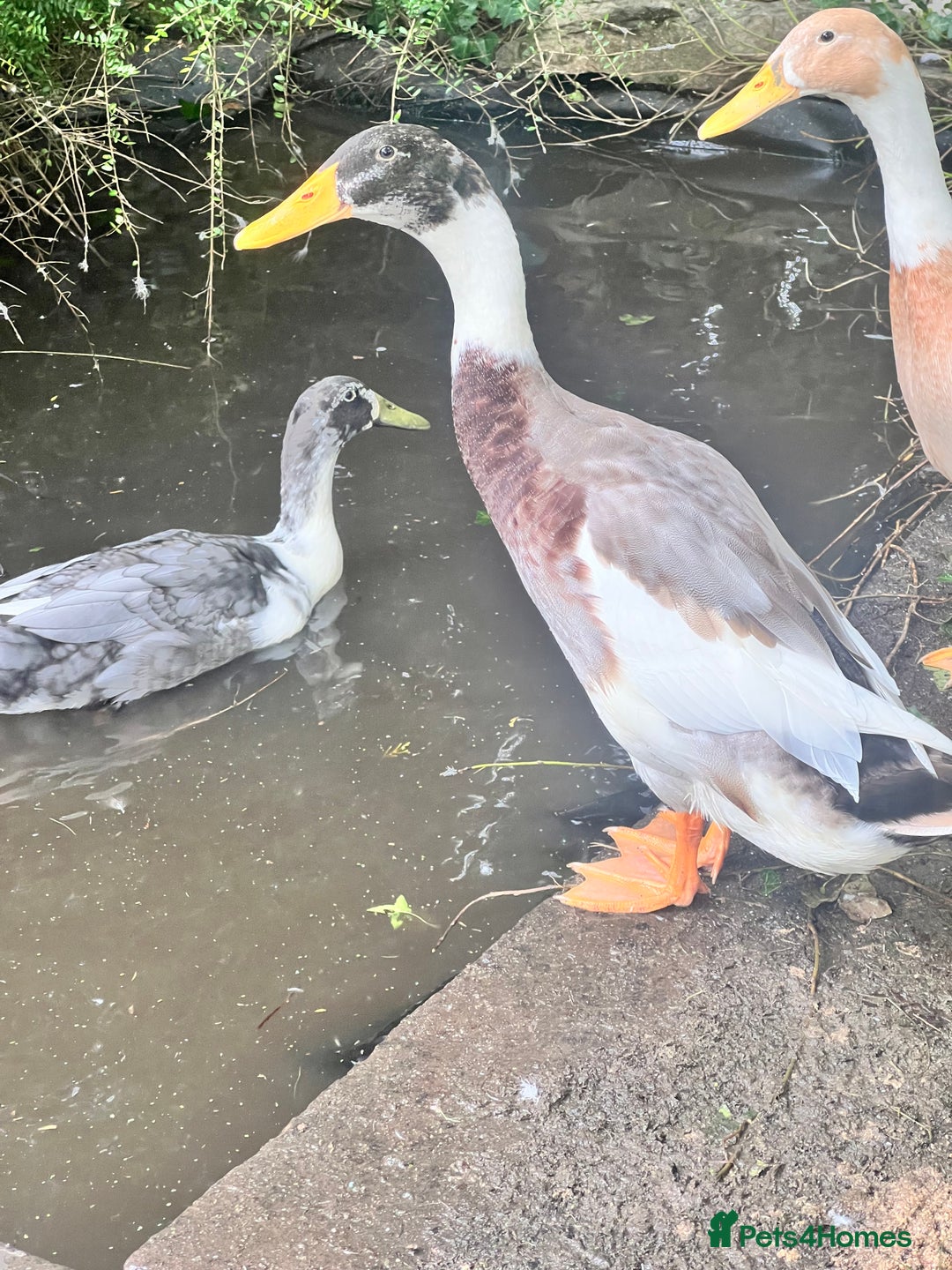 Ducks poultry for sale: Indian Runner Drake - Image 1