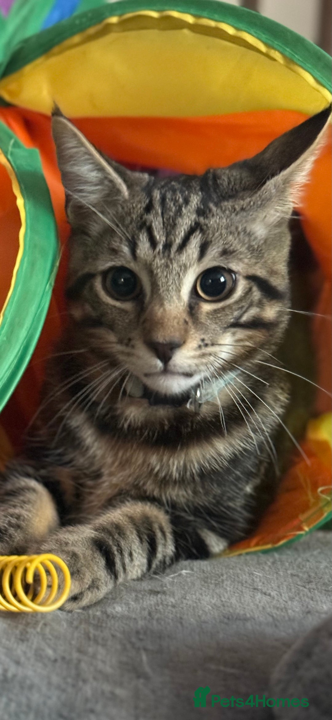 Maine Coon cats for sale: Maine Coone X Bengal - Advert 7