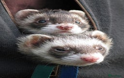Ferret rodents for sale: 2 female ferrets for sale  - Image 1