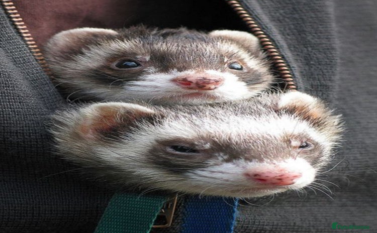 Ferret rodents - Advert 15