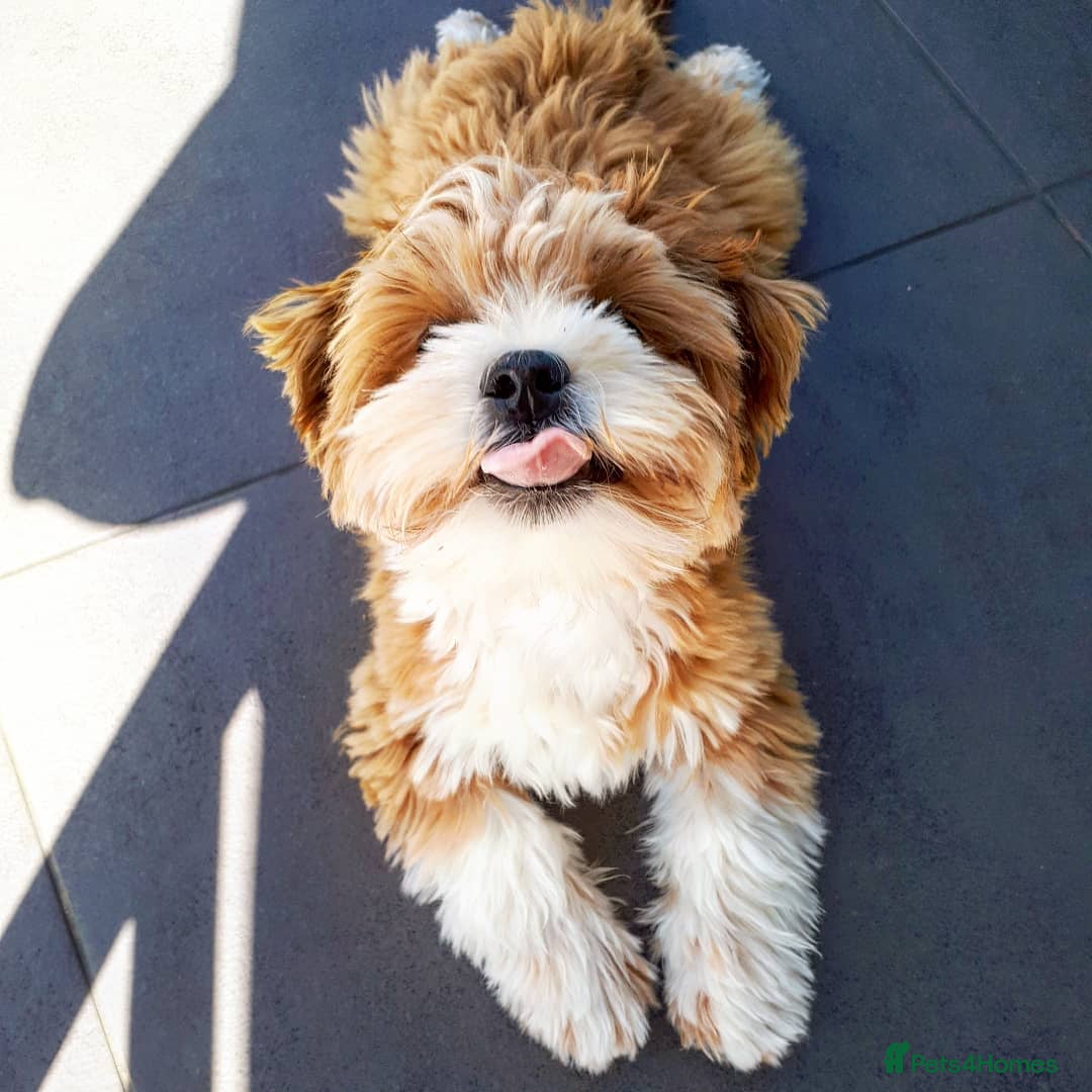 Havanese dogs for sale: Havanese Puppy Rosie Seeking a Loving Home - Advert 3