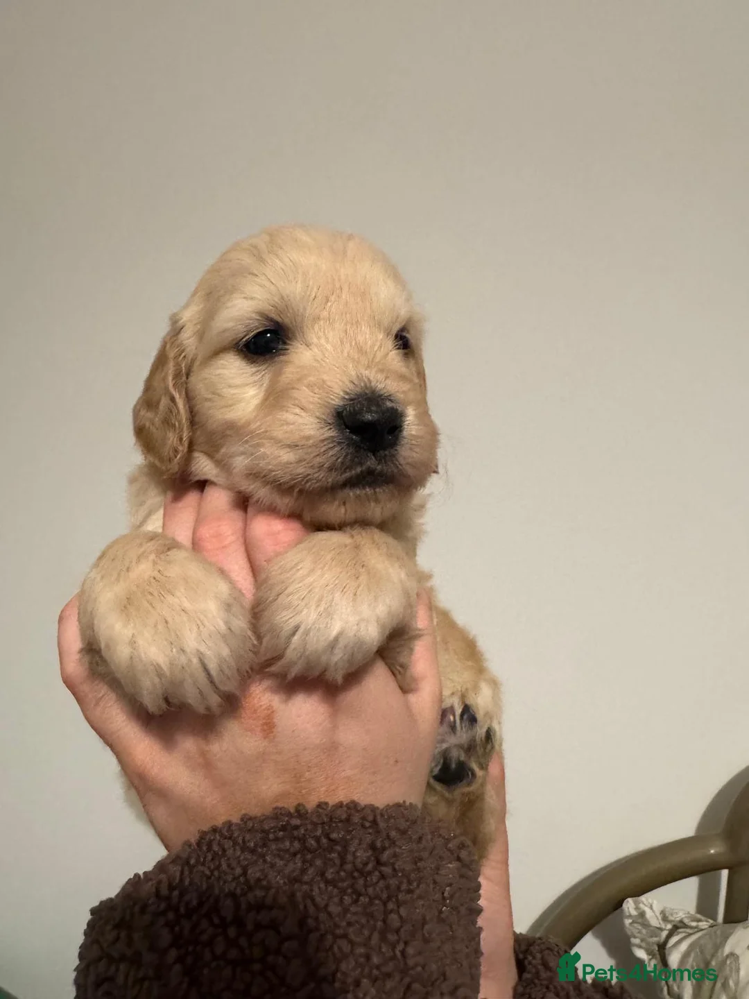 Goldendoodle dogs for sale: F1 Golden Doodles  - Advert 7