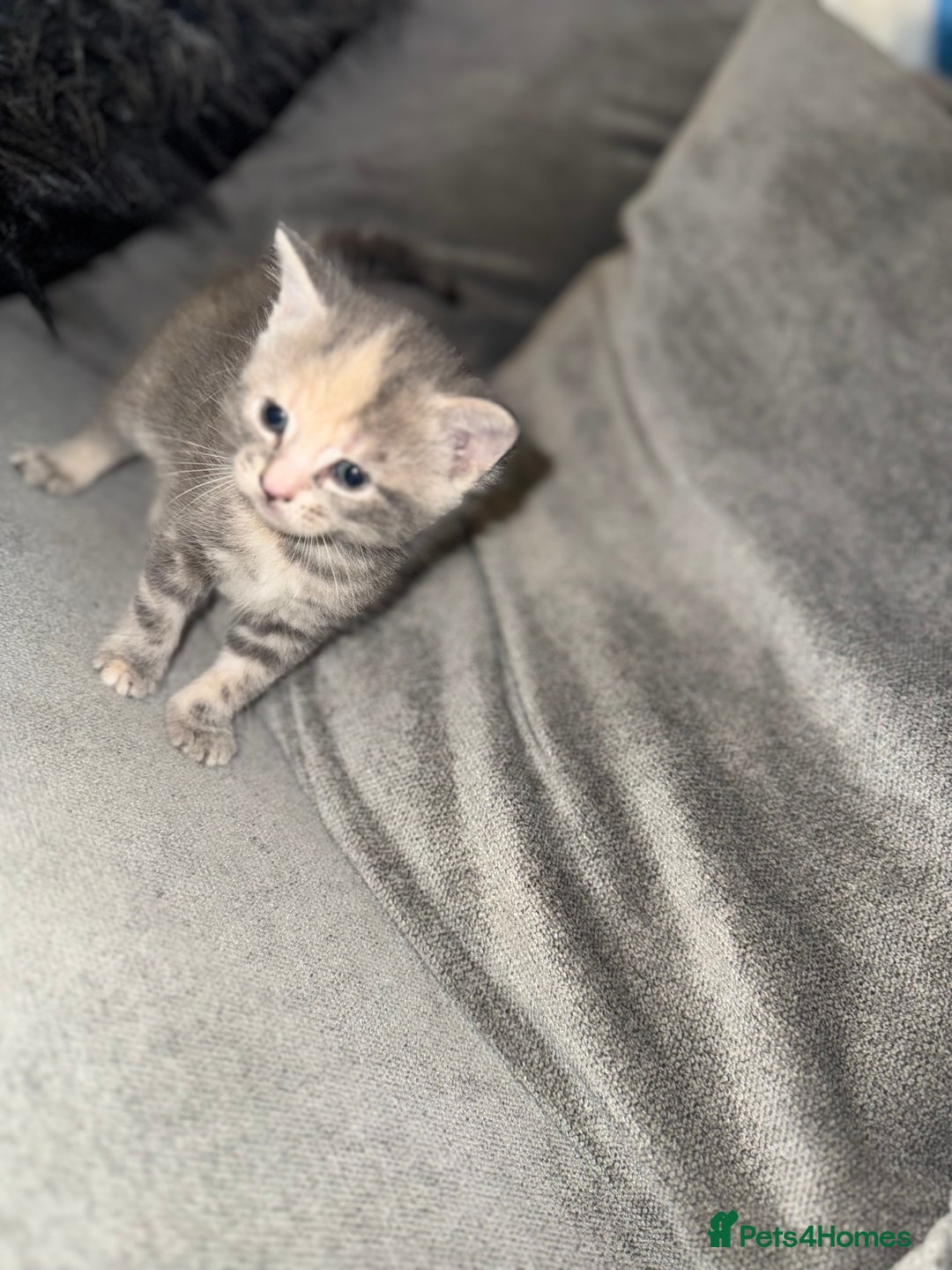 Mixed Breed cats for sale: Stunning kittens ready for new homes  - Advert 8