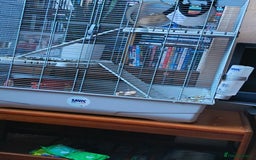 Degus rodents for sale: Degus and cage  - Image 5