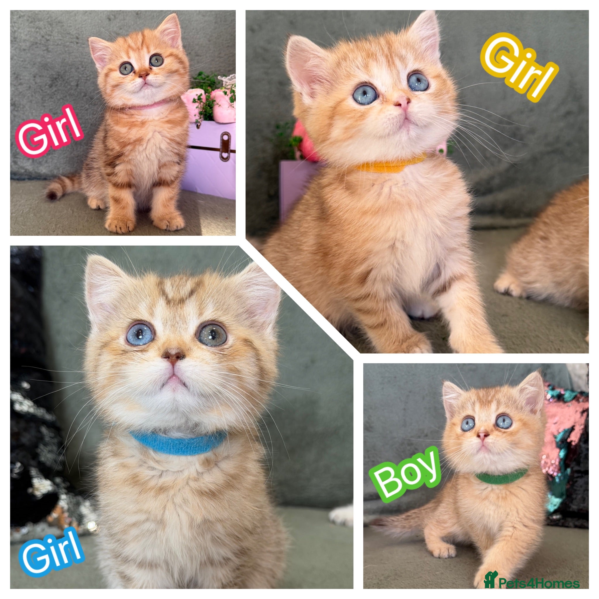 British Shorthair cats British sh odd/blue eyed adorable kittens GCCF  - Advert 2