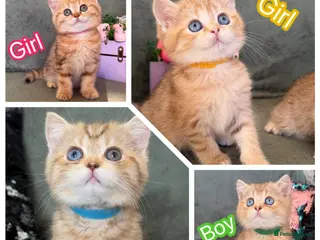 British Shorthair cats British sh odd/blue eyed adorable kittens GCCF - Advert 2