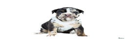 English Bulldog dogs for sale: Unreal English bull dogs  - Advert 1