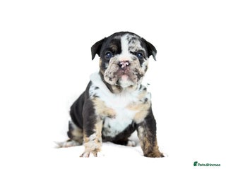 English Bulldog dogs Unreal English bull dogs - Advert 18