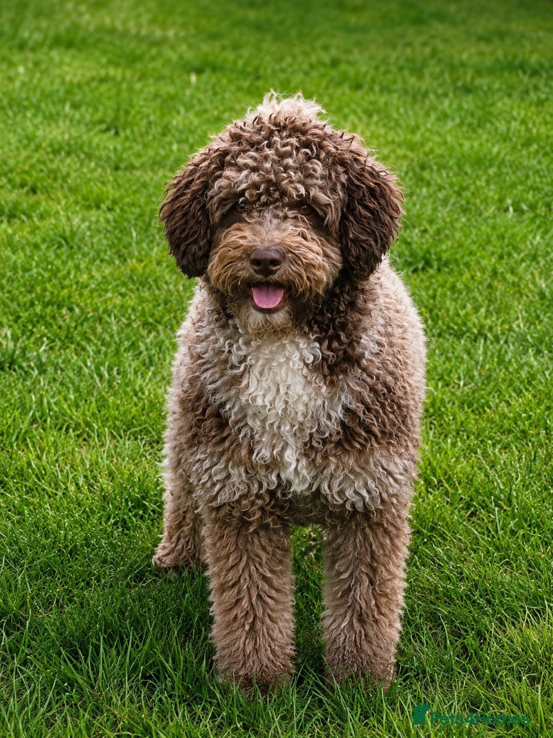 Mini Goldendoodle dogs F2B MINIATURE GOLDENDOODLES 🐾 FULLY VACCINATED ❤️ - Advert 2