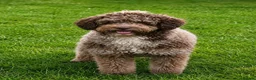 Mini Goldendoodle dogs for sale: F2B MINIATURE GOLDENDOODLES 🐾 FULLY VACCINATED ❤️ - Advert 2