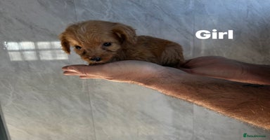 Cockapoo dogs - Advert 5