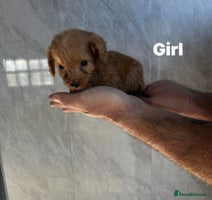 Cockapoo dogs - Advert 5