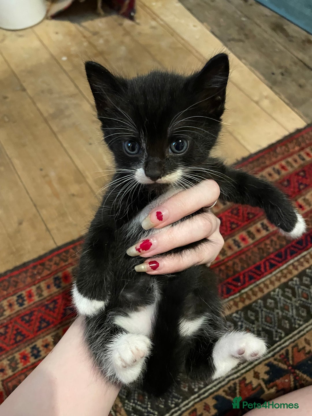 Domestic Shorthair cats for sale: litter of ginger and tuxedo kittens all boys - Image 13