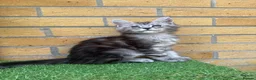 Maine Coon cats for sale: Black smoke Maine coon kittens champion blood line - Advert 10