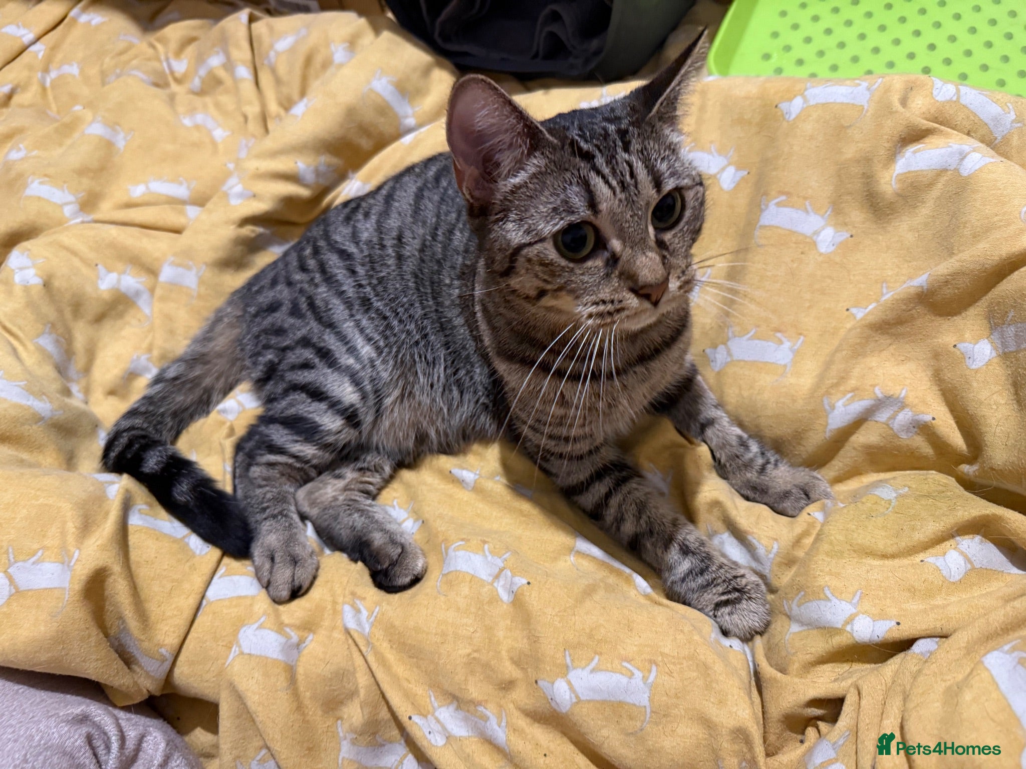 Mixed Breed cats Adult female cat looking for new home  - Advert 1