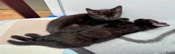 British Shorthair cats for sale: British Shorthair kittens - Advert 16