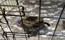 British Shorthair cats for sale: BRITISH SHORT HAIR KITTENS FOR SALE - Image 10