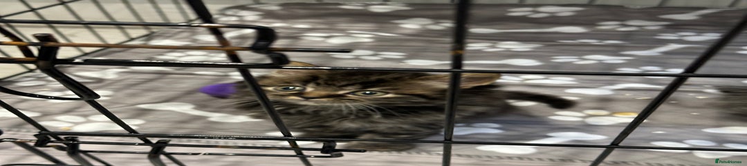 British Shorthair Kitten 3