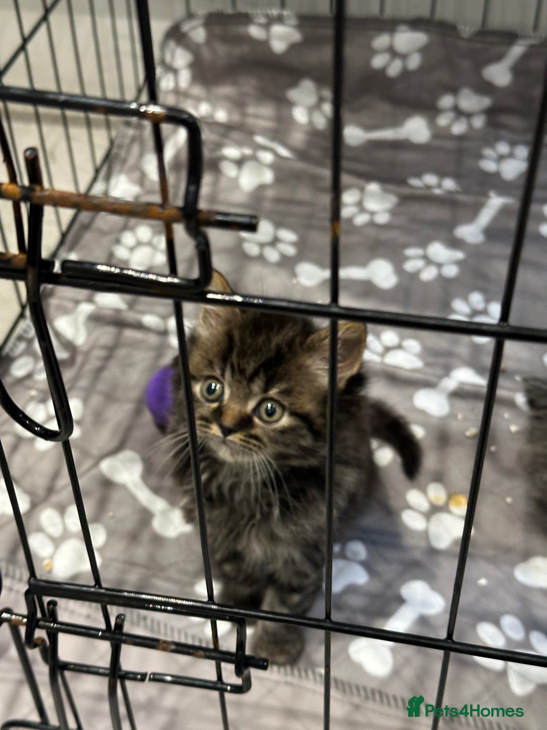 British Shorthair cats for sale: BRITISH SHORT HAIR KITTENS FOR SALE - Image 10