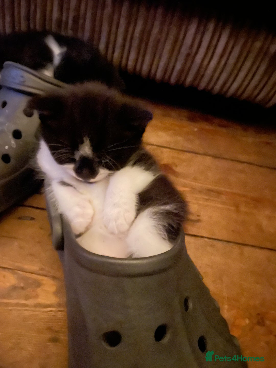 Mixed Breed cats for sale: Kitten for sale  - Advert 7