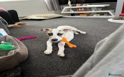 Mixed Breed dogs for sale: Winnie - Image 2