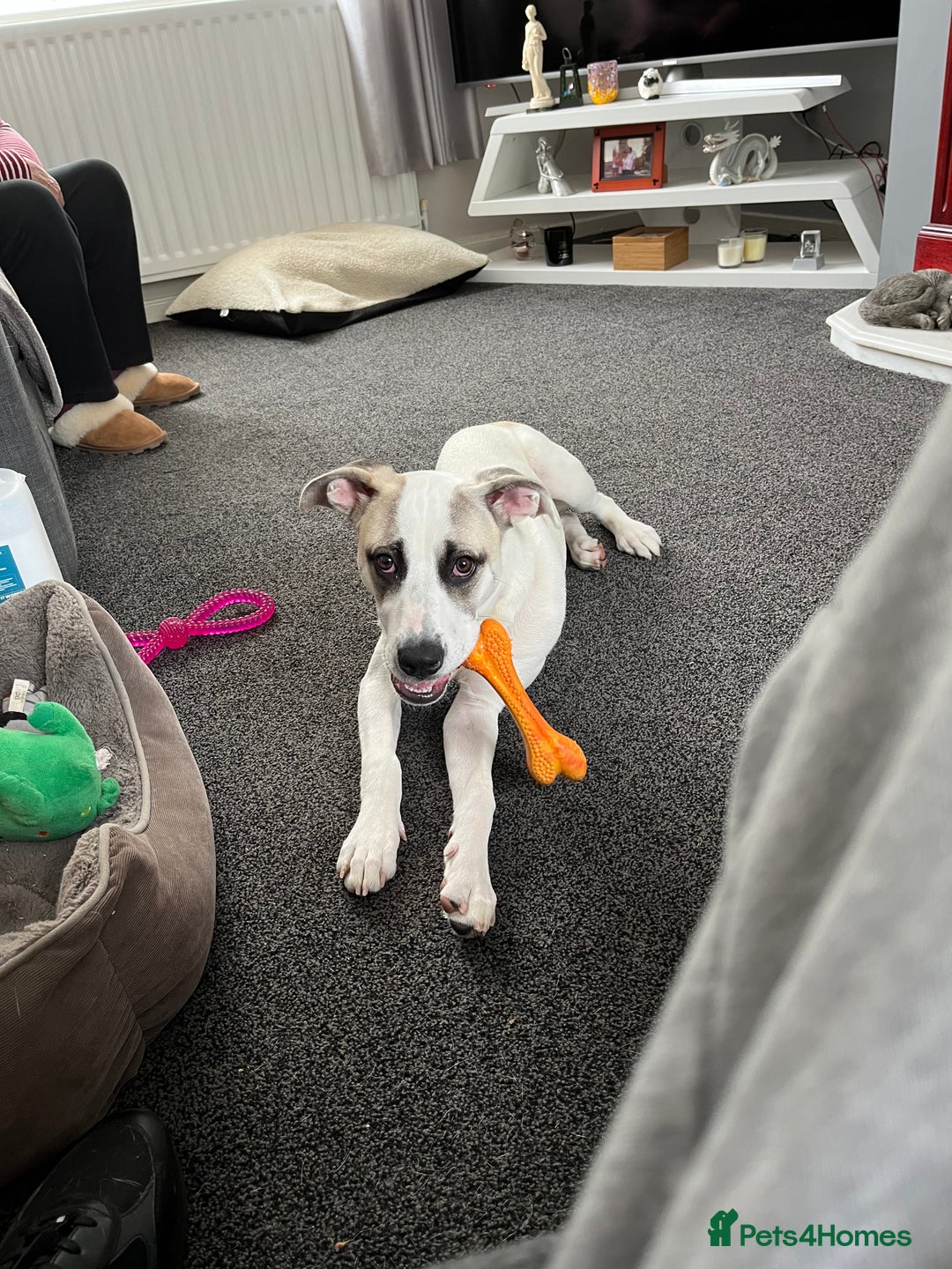 Mixed Breed dogs for sale: Winnie - Image 2