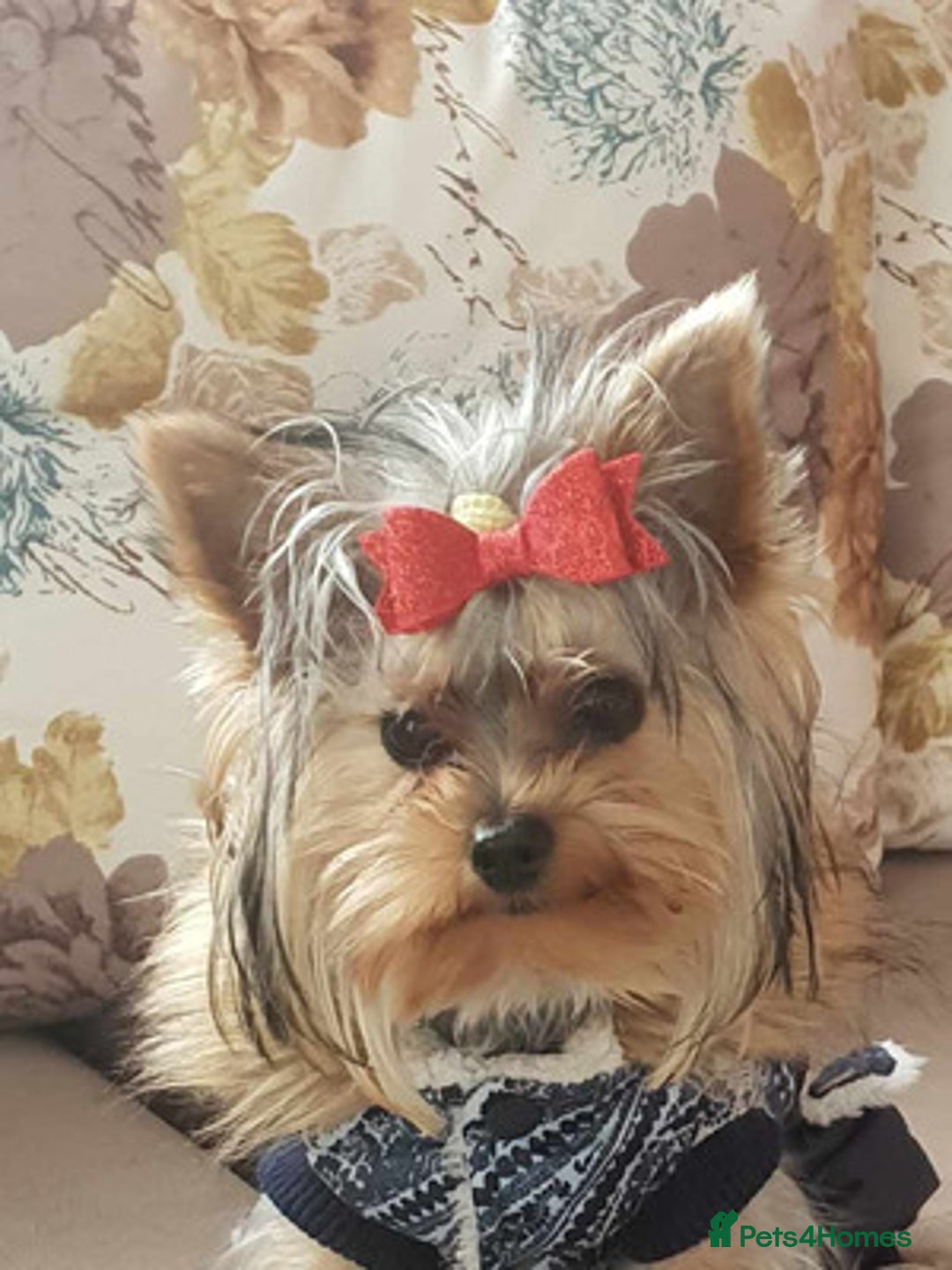 Yorkshire Terrier dogs for sale: Adorable Yorkshire terrier male - Advert 3