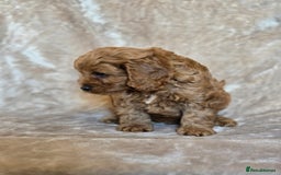 Cavapoo dogs for sale: Gorgeous Fox Red Cavapoo health tested parents  - Image 11