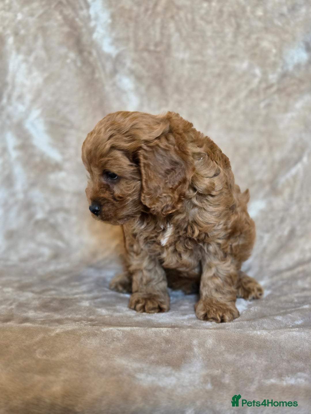 Cavapoo dogs for sale: Gorgeous Fox Red Cavapoo health tested parents  - Image 11