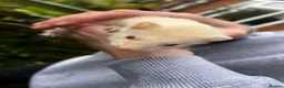 Ferret rodents for sale: Ferret kits  in Belper - Advert 5