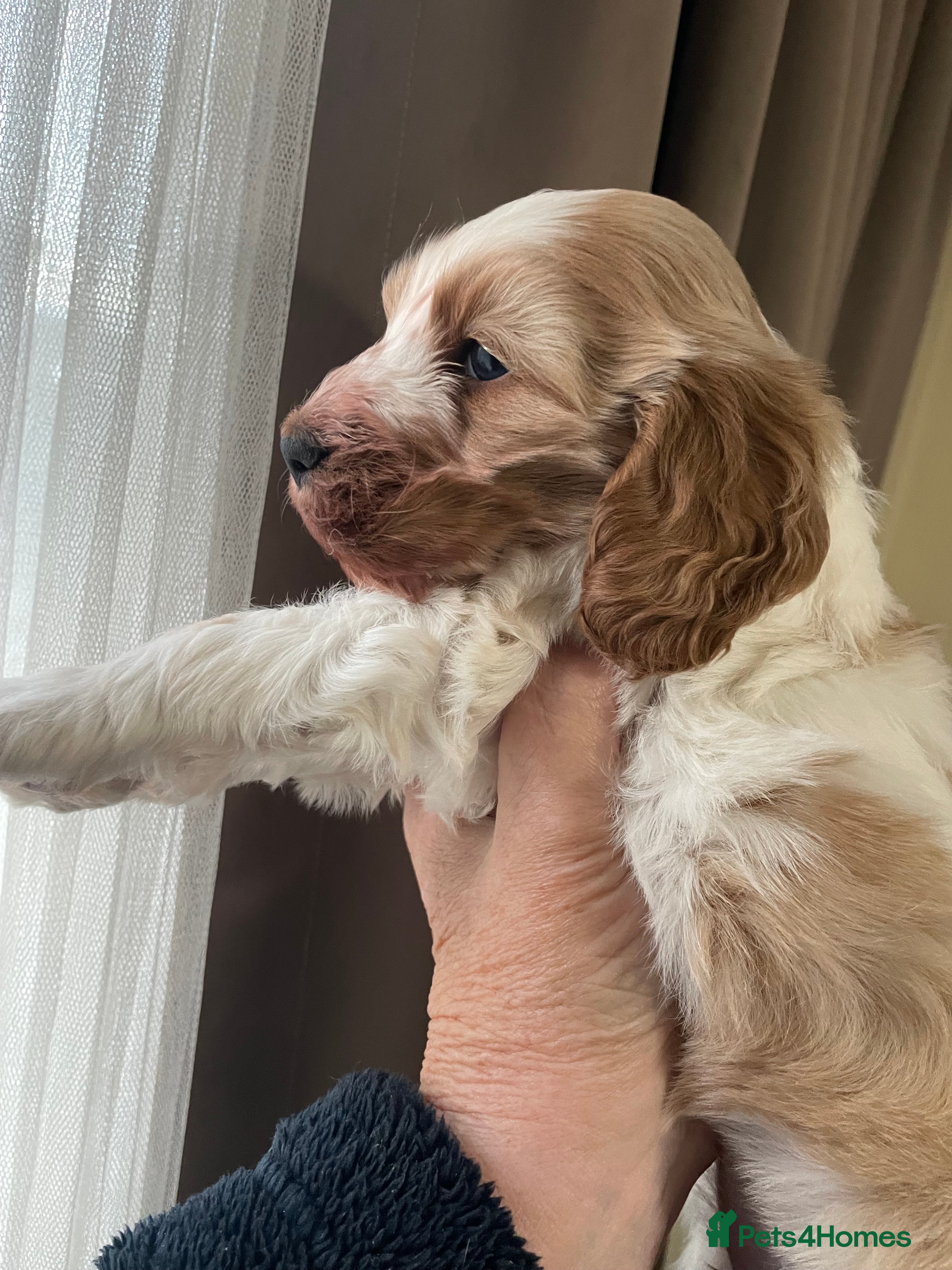 Cockapoo dogs Cockerpoo apricot and cream  - Advert 3