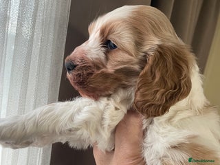 Cockapoo dogs Cockerpoo apricot and cream - Advert 3