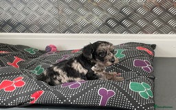 Cockapoo dogs for sale: F1 Cockapoos for sale  - Image 12