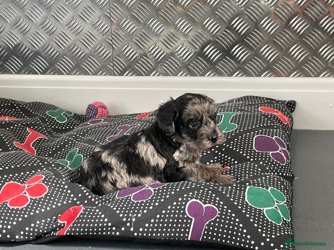 Cockapoo dogs for sale: F1 Cockapoos for sale  - Image 12