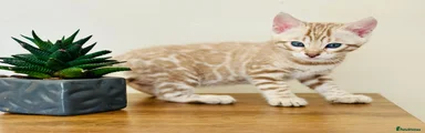 Snow Mink Boy – The Playful One