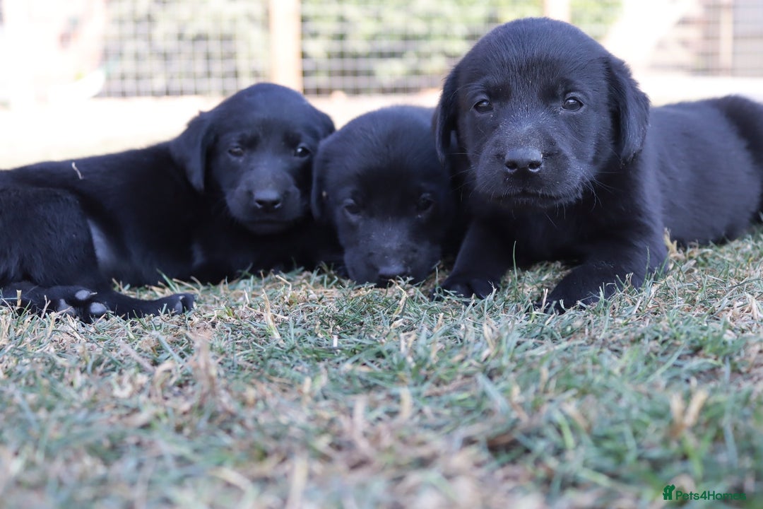 Labrador Retriever dogs for sale: Stunning Labrador KC Registered Puppies - Image 4