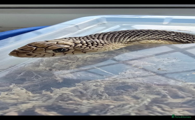 Snake reptiles - Advert 2