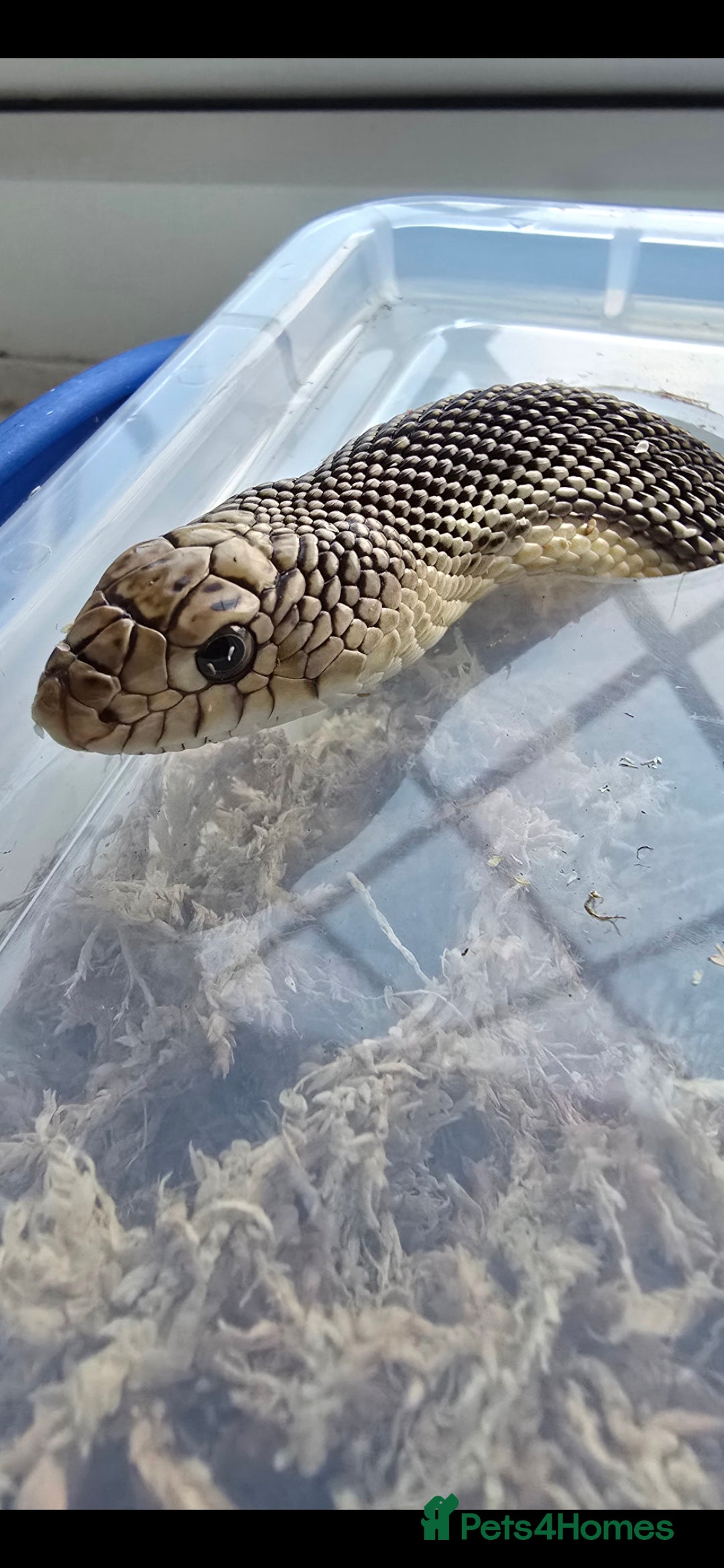 Snake reptiles for sale: Florida Pine snake. - Image 1