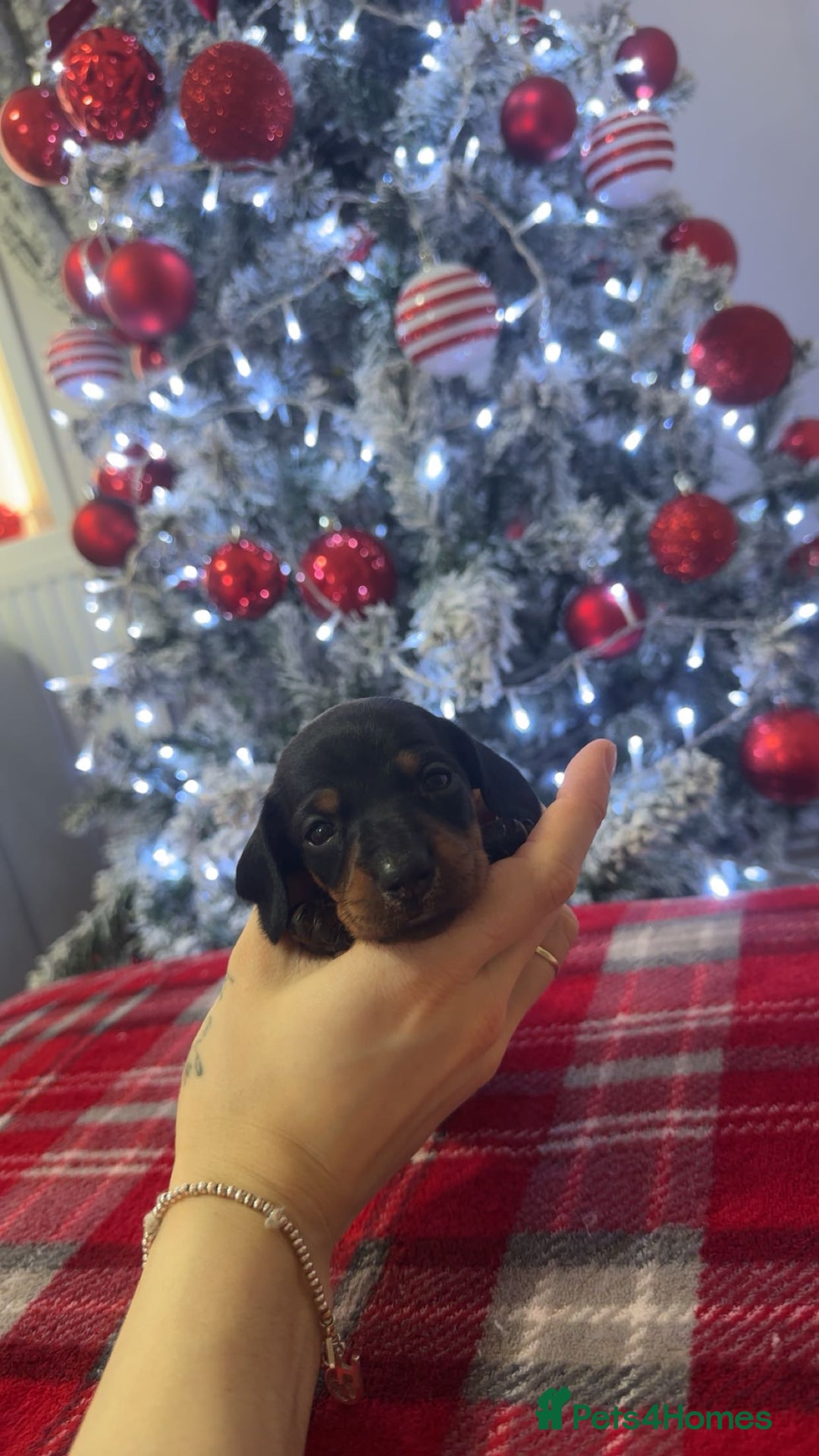 Dachshund dogs for sale: Dachshund puppies (2 LEFT) - Advert 21