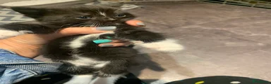 Mixed Breed 5